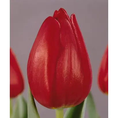 Dick Passchier / Дик Пассчиэр