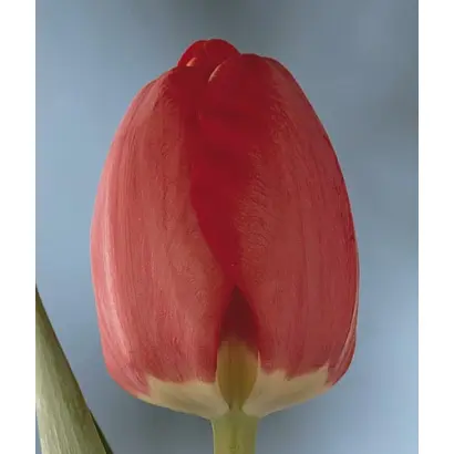 Diplomate / Дипломат