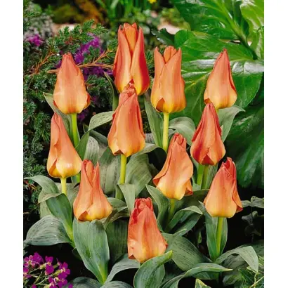 Doctor van Hesteren / Доктор ван Хэстэрэн