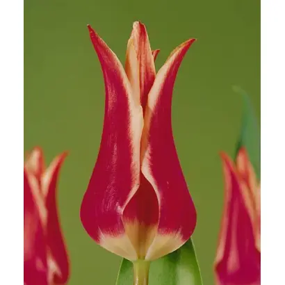 Doctor Wisse Dekker / Доктор Висс Дэккэр