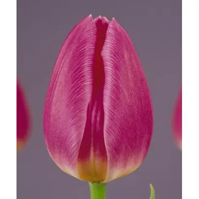 Dokkum / Доккум