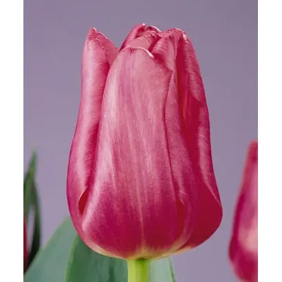 Domino / Домино