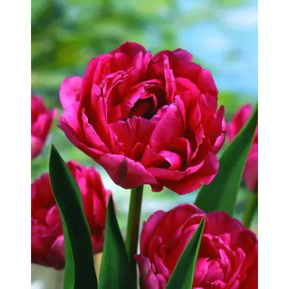 Don Camillo / Дон Камилло