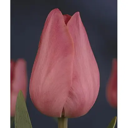 Don Quichotte / Дон Куичоттэ