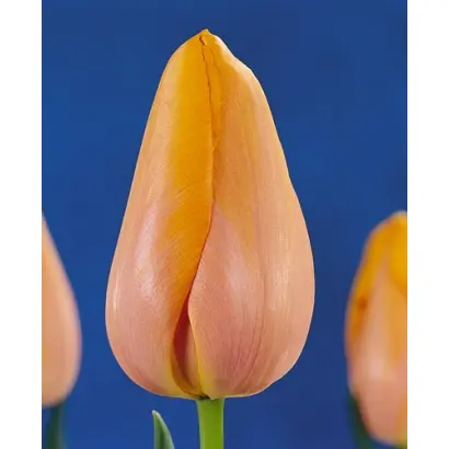 Dordogne / Дордогнэ