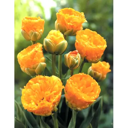 Double Beauty of Apeldoorn / Добле Бюти оф Апэлдурн