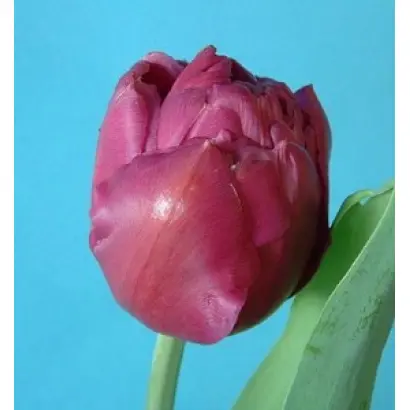 Double Princess / Доублэ Принцэсс