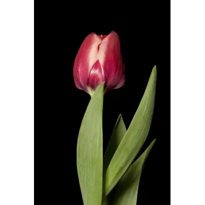 Double Punky / Доублэ Пунки