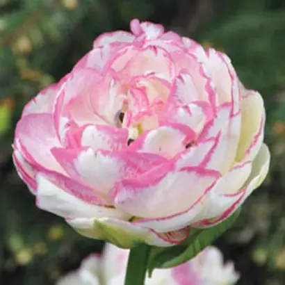 Double Touch / Доублэ Тоуч