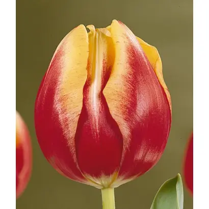 Dow Jones / Доw Джонс