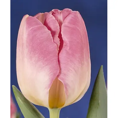 Dream Show / Дрим Шов