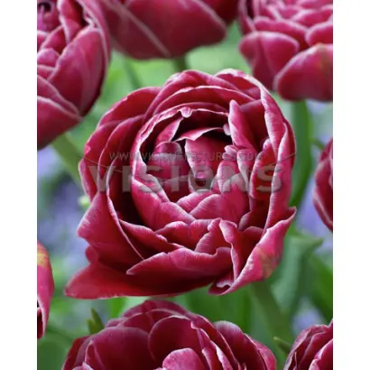 Dream Touch / Дрим Тауч