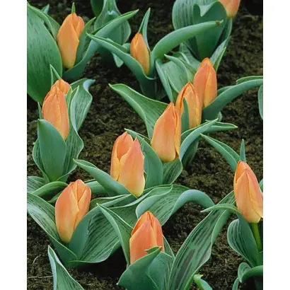 Dreamboat / Дрэамбоат