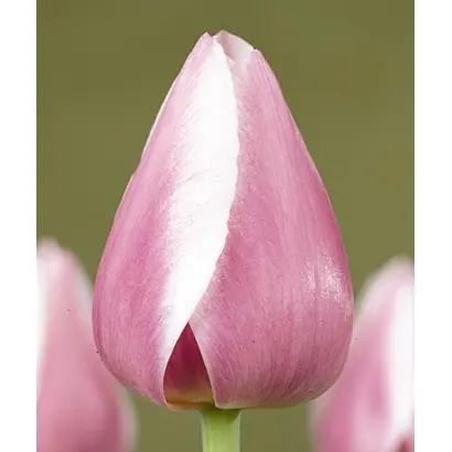 Dreaming Maid / Дрэаминг Маид