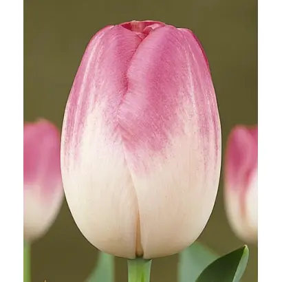 Dreamland / Дрэамланд