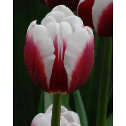 Dreamlover / Дрэамловэр