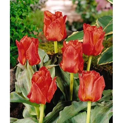 Dubbele Roodkapje / Дуббэлэ Роодкапе