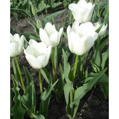 Duke of Wellington / Дюк оф Вэллингтон