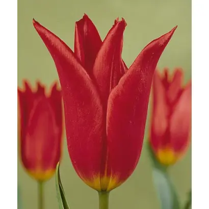 Dyanito / Дианито