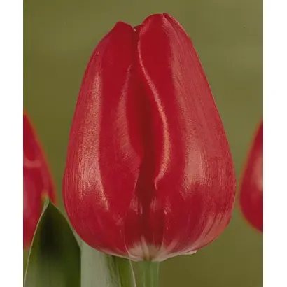 Dynamite / Динамит