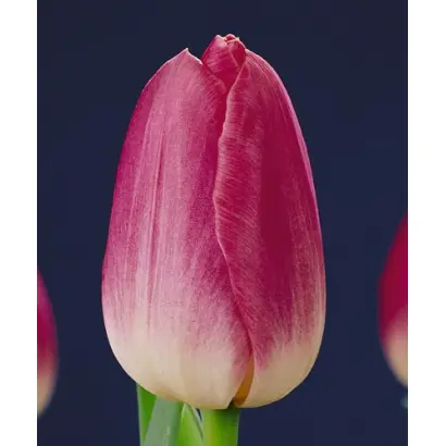 Dynasty / Династи