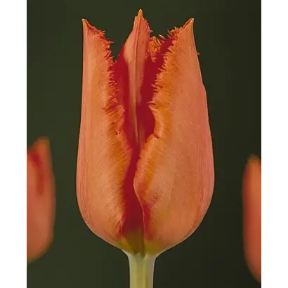 Dyrham Park / Дирам Парк