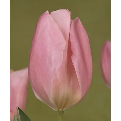 Early Glory / Эрли Глори