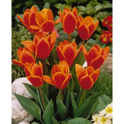 Early Harvest / Эрли Харвэст