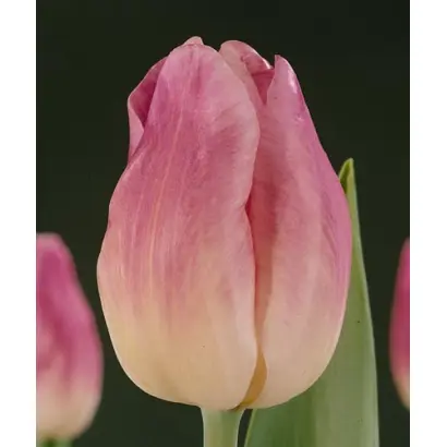 Early Sensation / Эрли Сенсайшен