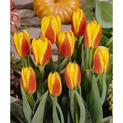 Early Star / Эрли Стар