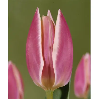 Early Surprise / Эрли Сурпрайс