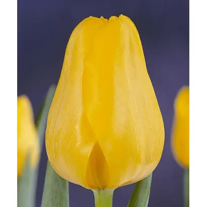 Early Yellow / Эрли Елов