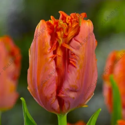 Ego Parrot / Эго Паррот