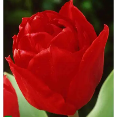 Elisabeth / Элизабет