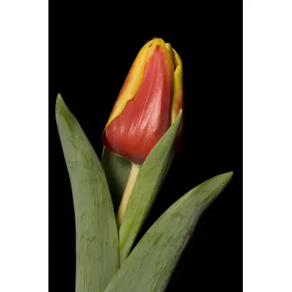 Enkhuizen / Энхузэн