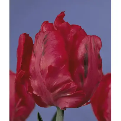 Erna Lindgreen / Эрна Линдгрээн