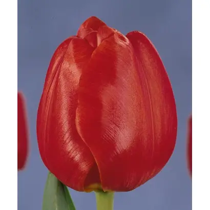 Escape / Эскайп