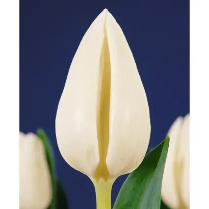 Eskimo Chief / Эскимо Чиэф