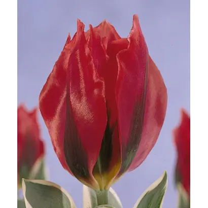 Esperanto / Эспэранто