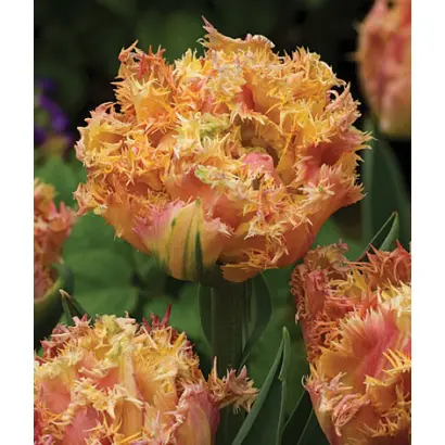 Esprit / Эсприт