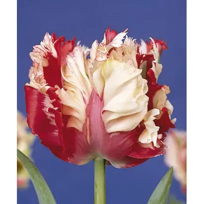 Estella Rijnveld / Эстэлла Рийнвэлд