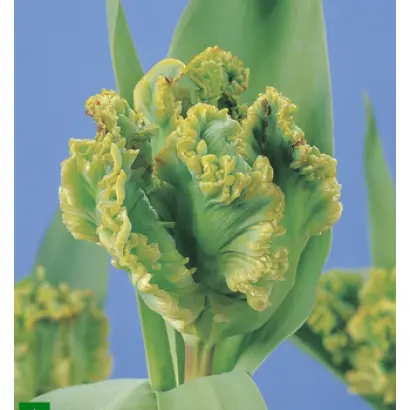 Exotic Parrot / Экзотик Паррот