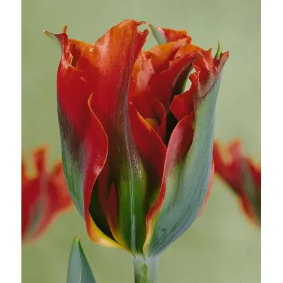 Eye Catcher / Ий Катчэр