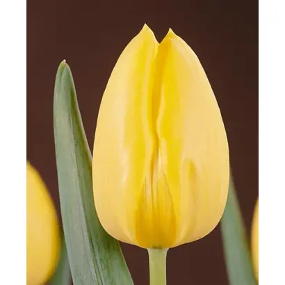 Fats Domino / Фатс Домино