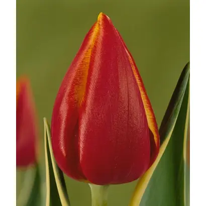 Fernanda / Фэрнанда