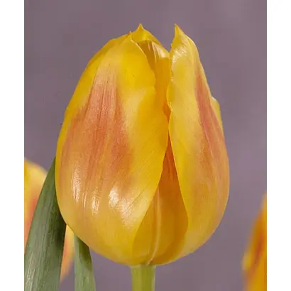 Festival / Фэстивал