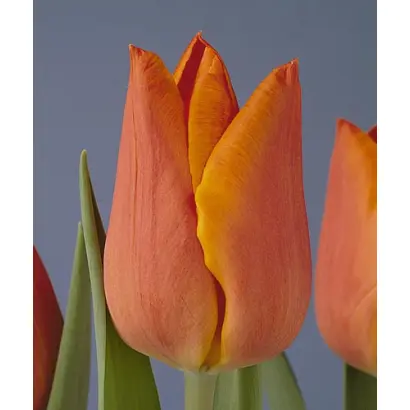 Fidelio / Фидэлио