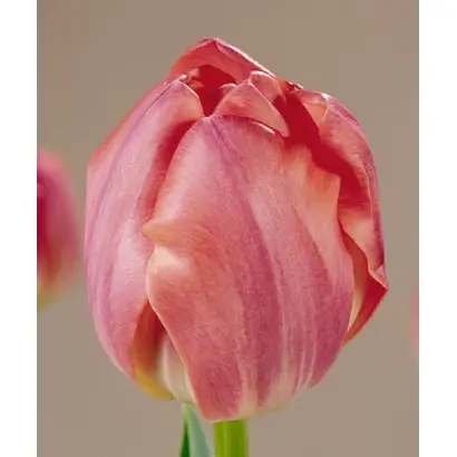 Final Star / Финал Стар