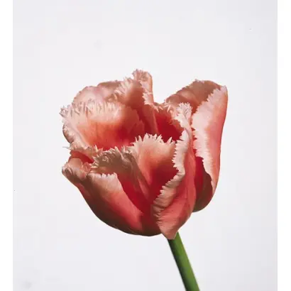 Fine Art / Финэ Арт