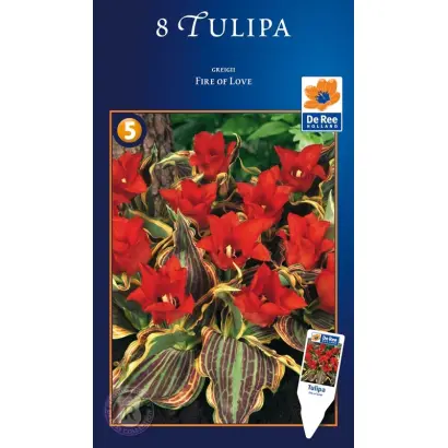 Fire of Love / Файер оф Лов